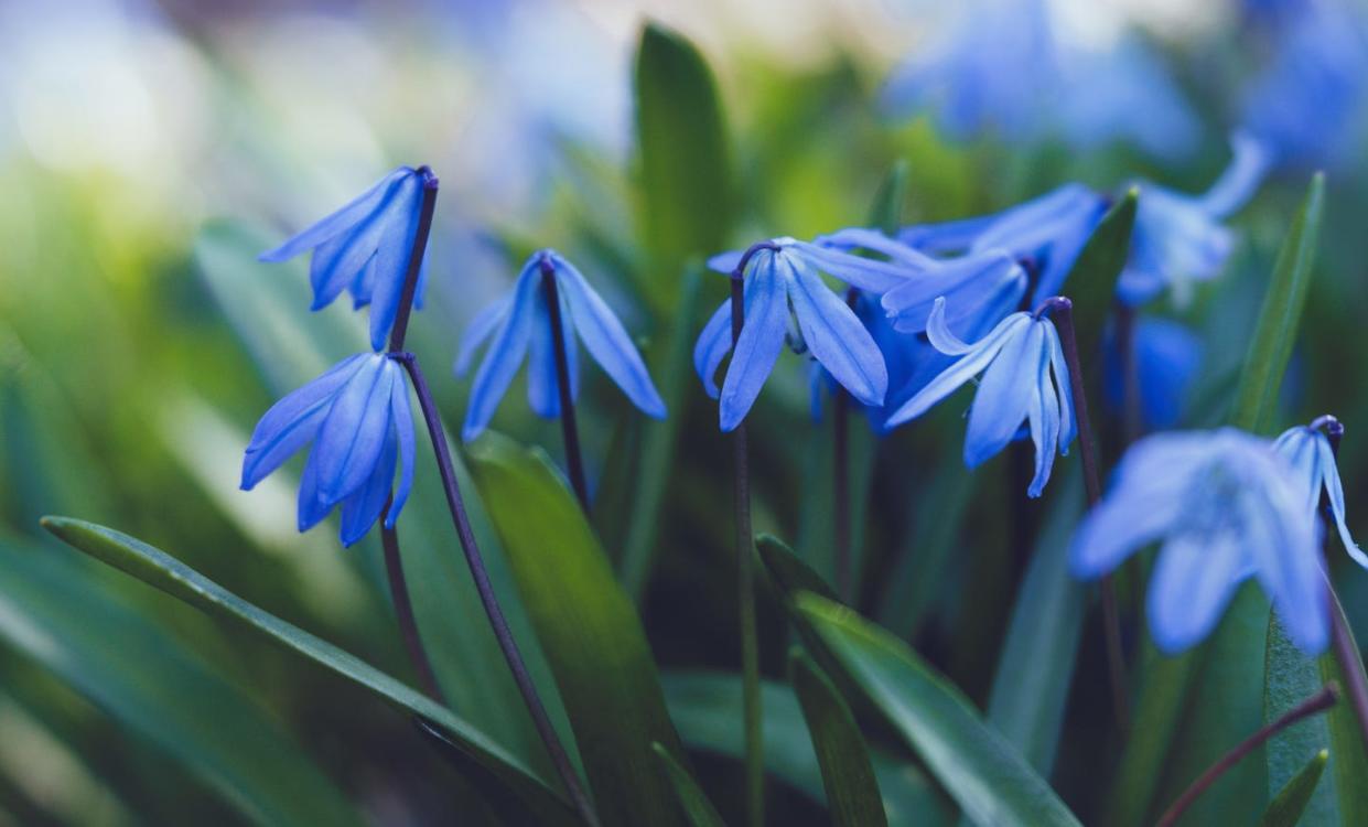 winter flowers scilla