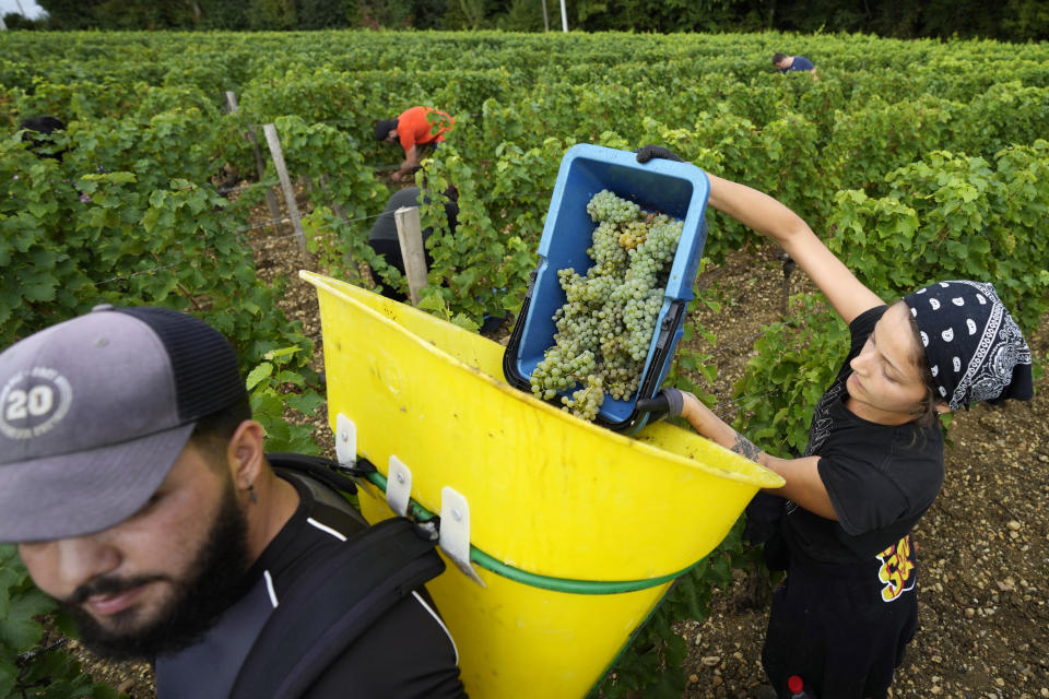 Workers collect white grapes of sauvignon in the Grand Cru Classe de Graves of the Château Carbonnieux in Pessac Leognan, south of Bordeaux, southwestern France, Tuesday, Aug. 23, 2022. The harvest that once started in mid-September is now happening earlier than ever in one of France’s most celebrated wine regions and other parts of Europe due to drought and climate change. (AP Photo/Francois Mori)