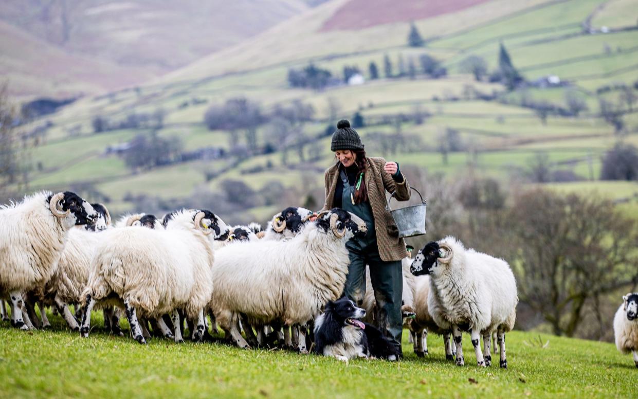 Amanda Owen, who is mourning the loss of her beloved sheepdog Katie - Charlotte Graham