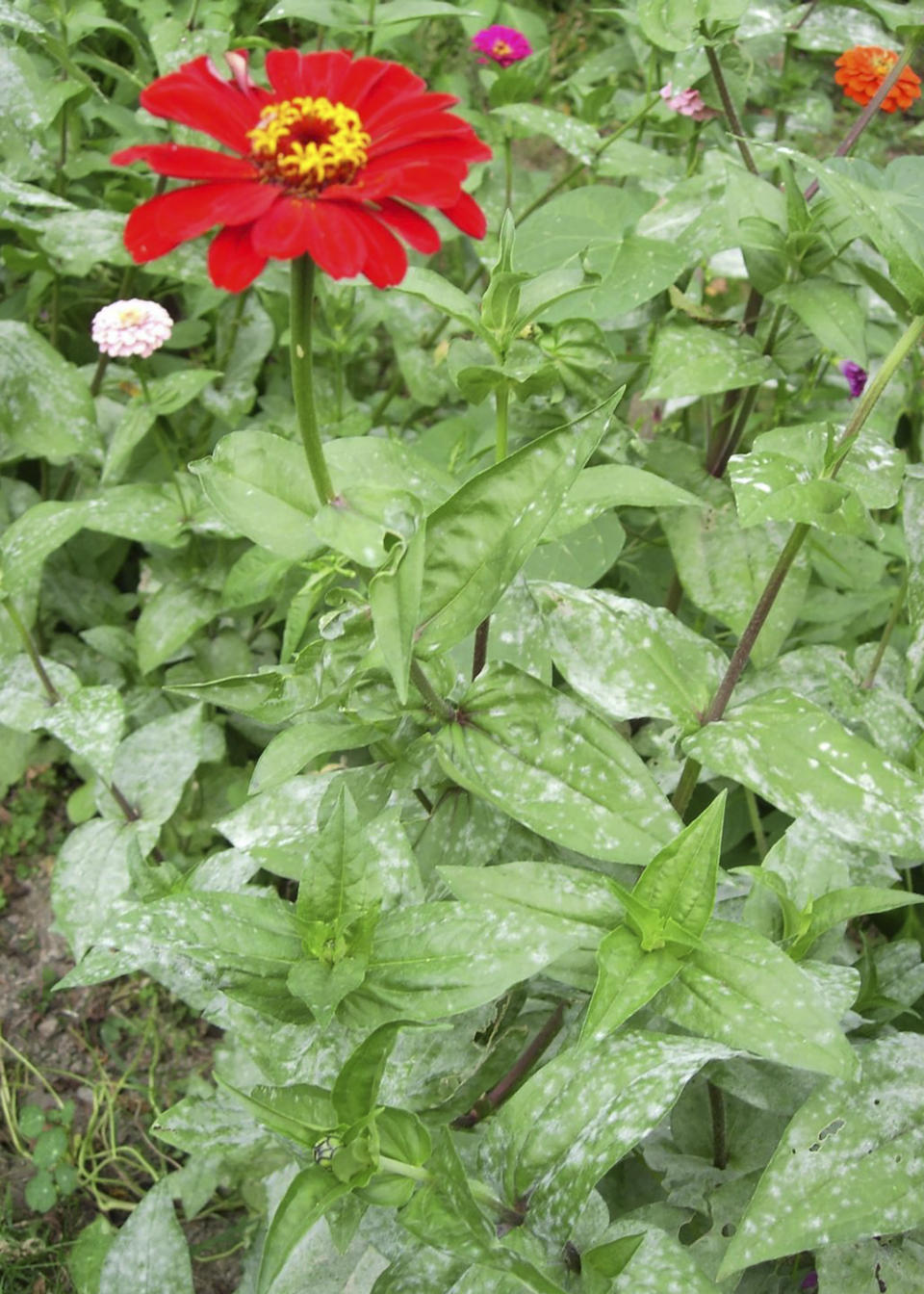 This image provided by Bugwood.org shows powdery mildew symptoms on a zinnia plant. (Elizabeth Bush/Virginia Polytechnic Institute and State University/Bugwood.org via AP)