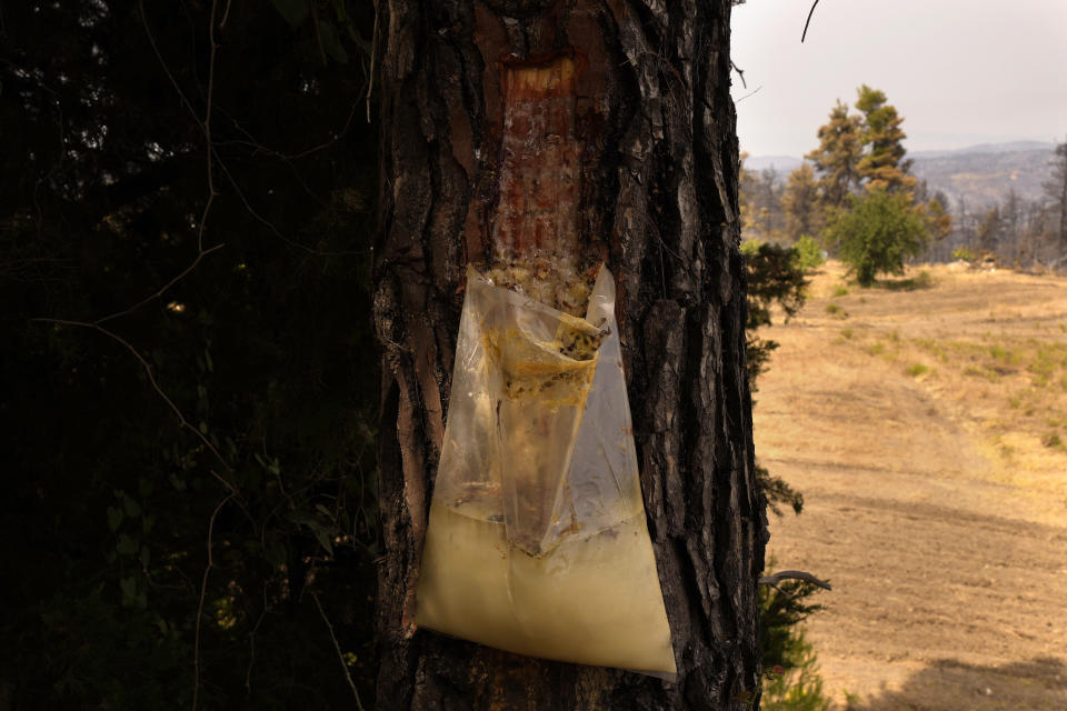 A bag with resin on a pine tree in a pine forest near Agdines village on the island of Evia, about 185 kilometers (115 miles) north of Athens, Greece, Wednesday, Aug. 11, 2021. Residents in the north of the Greek island of Evia have made their living from the dense pine forests surrounding their villages for generations. Tapping the pine trees for their resin has been a key source of income for hundreds of families. But hardly any forests are left after one of Greece’s most destructive single wildfires in decades rampaged across northern Evia for days. (AP Photo/Petros Karadjias)