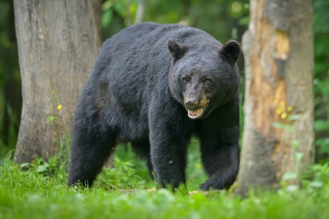 <p>Getty</p> A stock image of a black bear