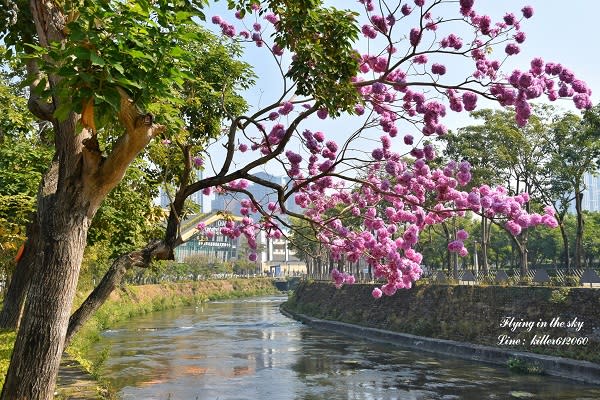 台中潮洋環保公園旁盛開的紅花風鈴木 (圖片提供／飛翔在天際)