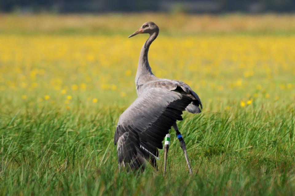 common crane in grassland