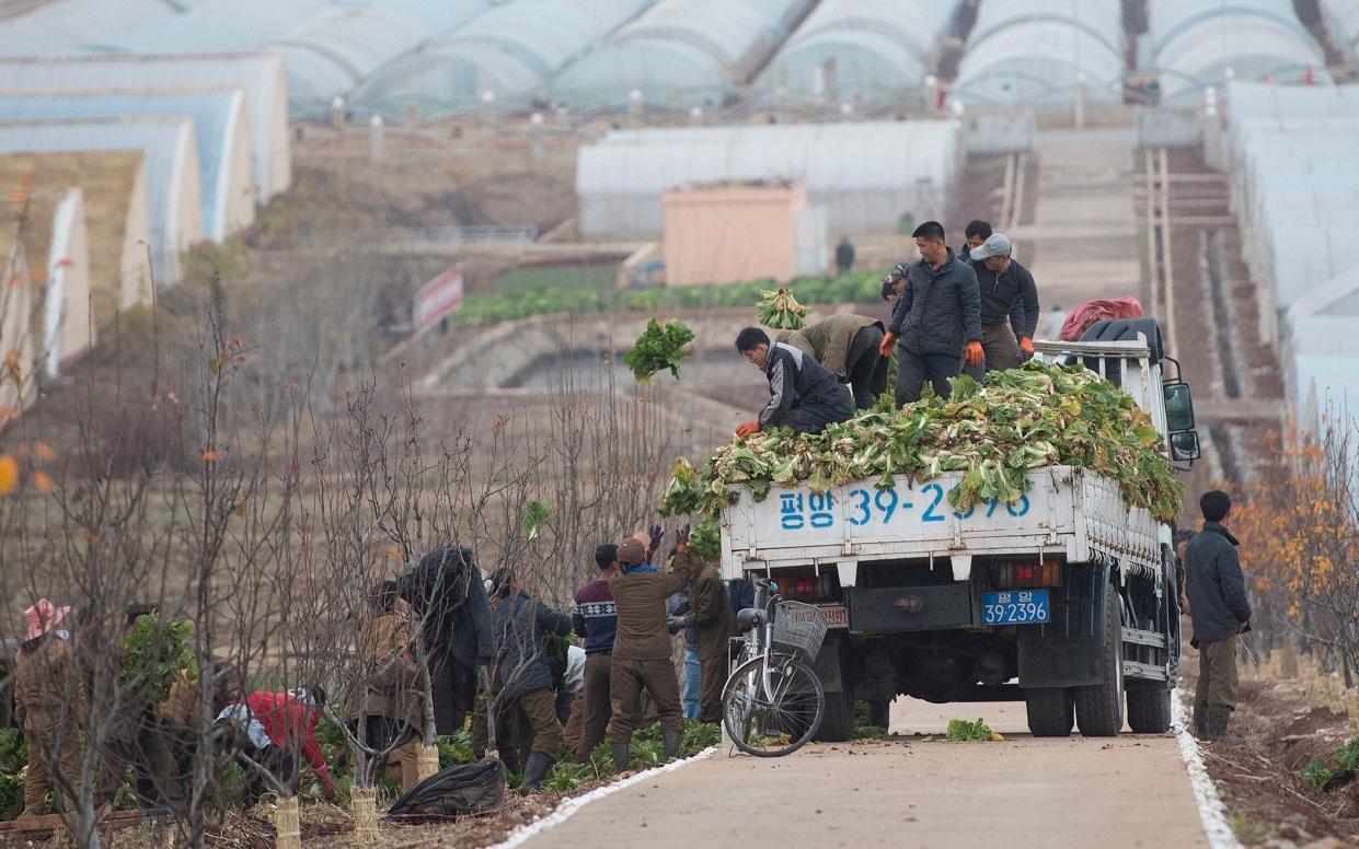 The Kimchi harvest in North Korea - © Eddie Mulholland