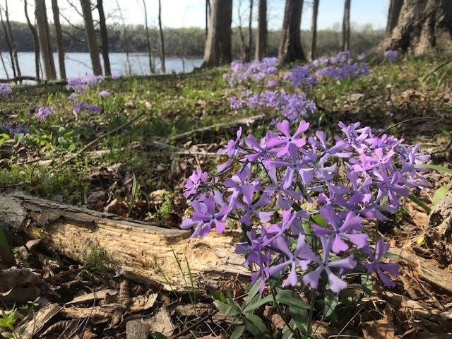 Spring starts March 19 this year.