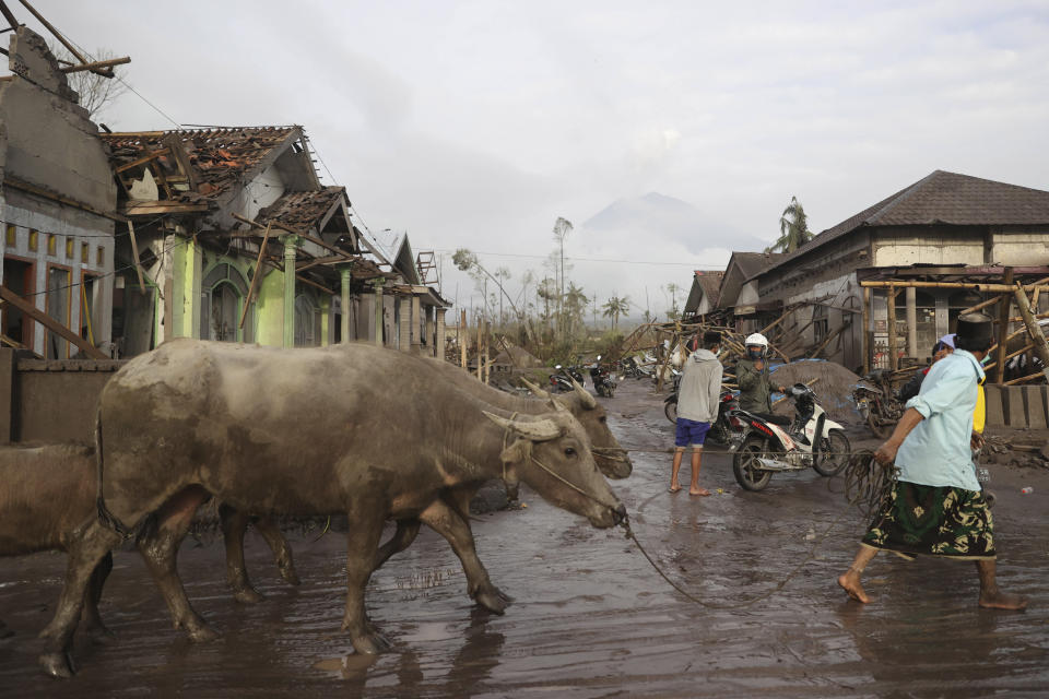 A man brings his buffaloes for evacuation past houses covered with ash following an eruption of Mount Semeru, seen in the background, in Lumajang, East Java, Indonesia, Sunday, Dec. 5, 2021. The highest volcano on Indonesia’s most densely populated island of Java spewed thick columns of ash, searing gas and lava down its slopes in a sudden eruption triggered by heavy rains on Saturday. (AP Photo/Trisnadi)