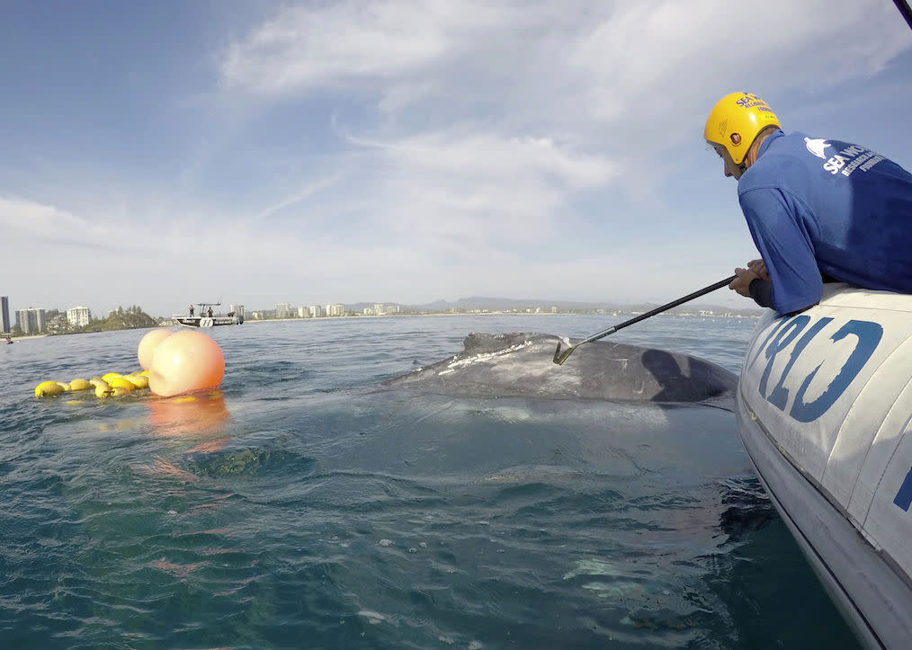 Rescuers try to free the whale from the netting (Picture: AP)