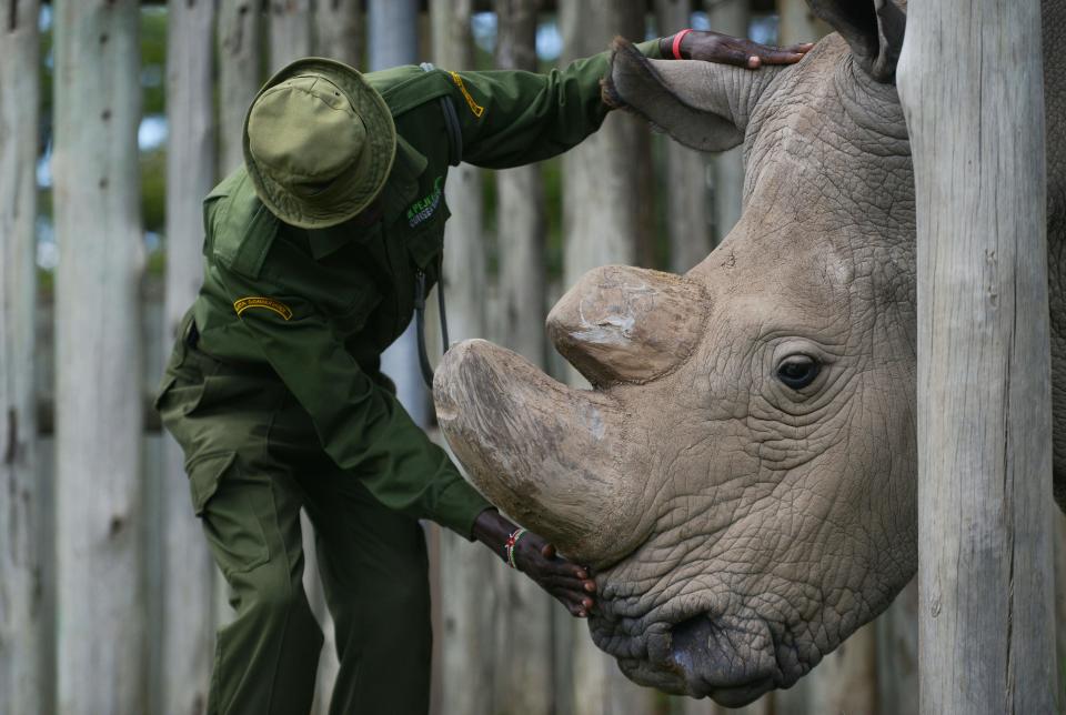 &nbsp;A caregiver calms Sudan.&nbsp;