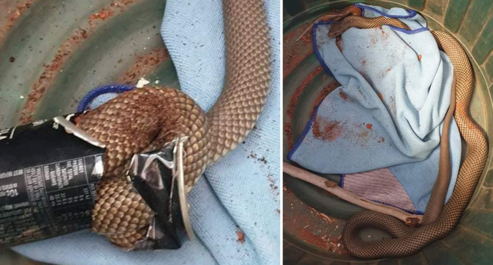 The snake in the can being cut open (left) and the snake out of the can in a bin (right).