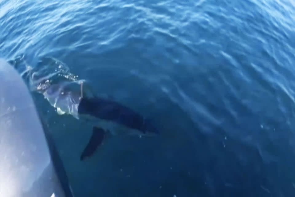 The shark began lurking around the boat before it began biting the engine’s propeller. Photo: Sunrise