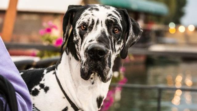 what is the best large breed dog for an apartment