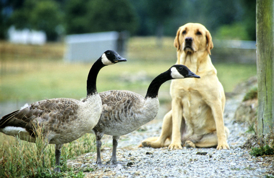 golden Labrador Retriever dog looking a two geese walking by outside 