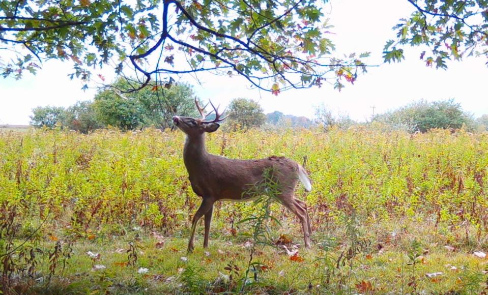 A 10-pointer works a scrape in early October, intrigued by the overhanging branch.