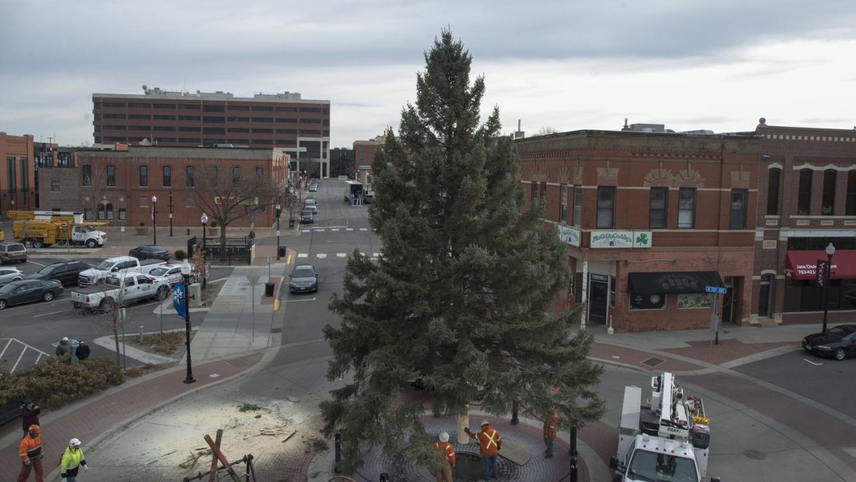 anoka city crews placed a 44 foot black hills spruce tree from at city hall monday november 20, 2017 in anoka, mn jerry holt jerryholtstartribunecom