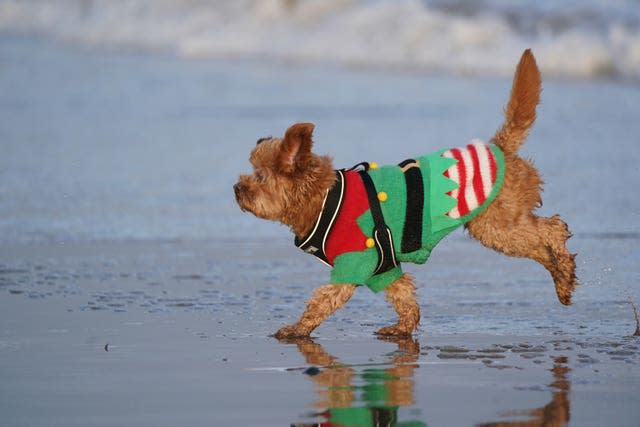 A dog wearing a Christmas jumper on the beach