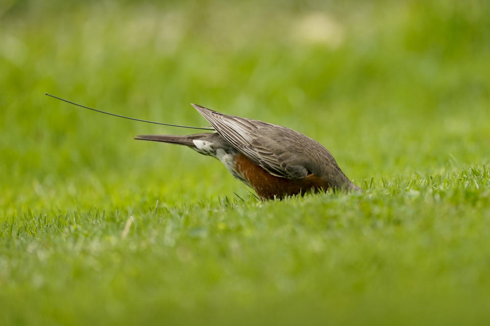 The antenna of an Argos satellite tag extends past the tail feathers of an American robin as it bobs its head down to feed on worms and insects on a lawn in Cheverly, Md., Sunday, May 9, 2021. Putting beacons on birds is not novel. But a new antenna on the International Space Station and receptors on the Argos satellite, plus the shrinking size of tracking chips and batteries, are allowing scientists to remotely monitor songbird movements in much greater detail than ever before. (AP Photo/Carolyn Kaster)