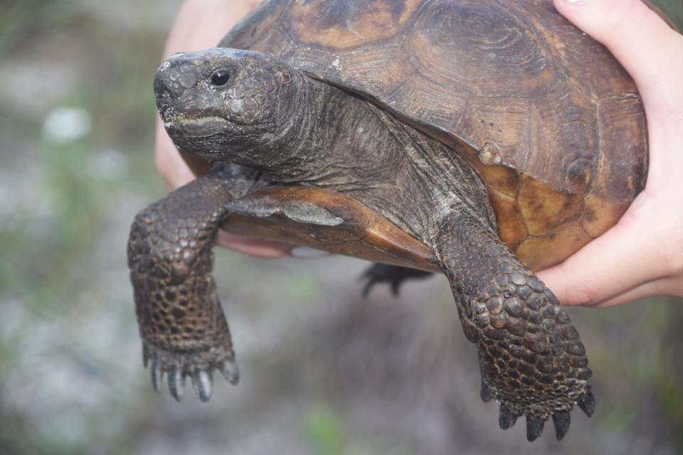 This is one of the tortoises that Phil Allman and his students used to study at Delnor-Wiggins State Park. The professor put notches on the tortoises shell so each one could be identified. Each time they were found the tortoise was weighed and measured and data was taken on its location. After a decade of studying these slow-moving creatures, Allman believes he had recorded at least 95 percent of the tortoises in the park. Now most of them are gone.