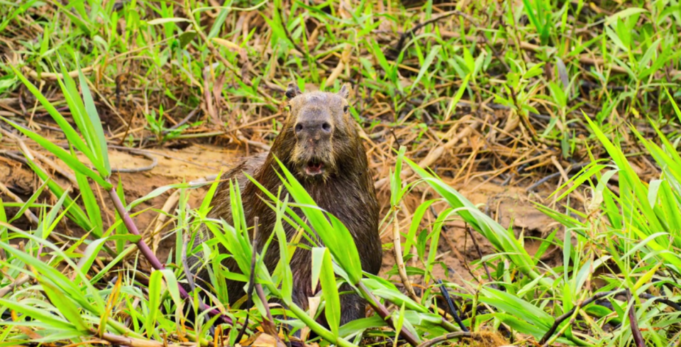 The world’s most shocked capybara. (BBC)