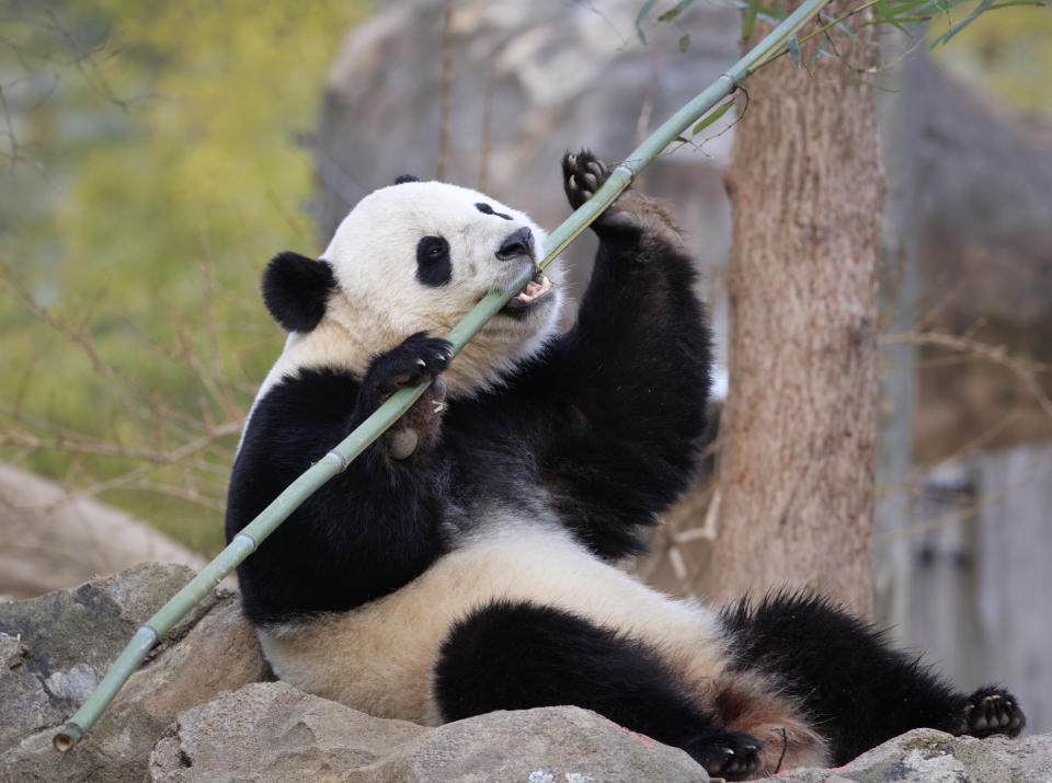 FILE - Bao Bao, the beloved 3-year-old panda at the National Zoo in Washington, enjoys a final morning in her bamboo-filled habitat before her one-way flight to China to join a panda breeding program, Feb. 21, 2017. Two giant pandas are coming to Washington’s National Zoo from China by the end of the year. The zoo made the announcement Wednesday, about half a year after it sent its three pandas back to China. (AP Photo/J. Scott Applewhite, File)