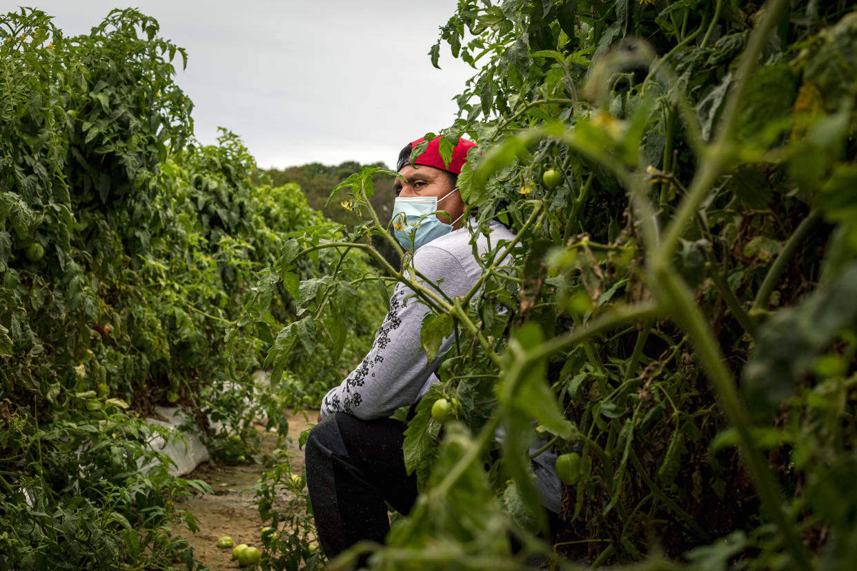 Un trabajador agrícola de temporada en uno de los muchos campos de tomate que se encuentran a lo largo de la remota costa este de Virginia. (Carlos Bernate/The New York Times)    