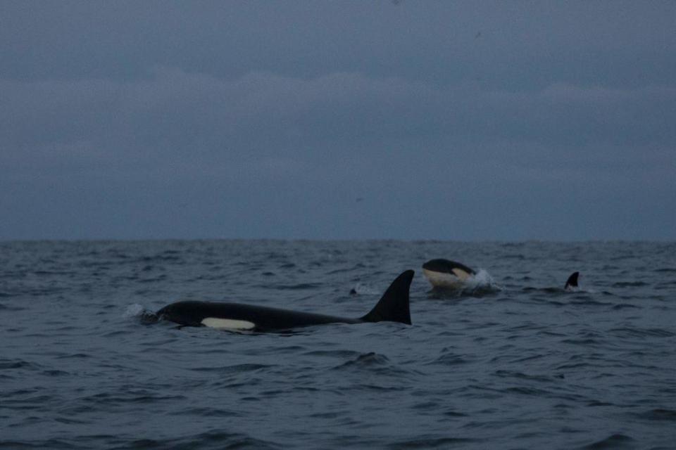 Orcas salvajes