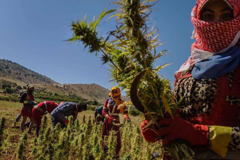 YAMMOUNEH, LEBANON -- SEPTEMBER 23, 2020: Farm workers harvest cannabis plants that are growing at a local plantation in Yammouneh, Lebanon, Wednesday Sept. 23, 2020. (Marcus Yam / Los Angeles Times)