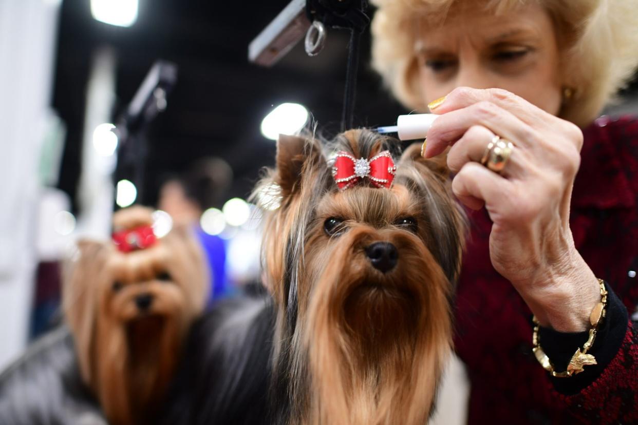 yorkies getting groomed, behind the scene at the 2022 National Dog Show; best dog names
