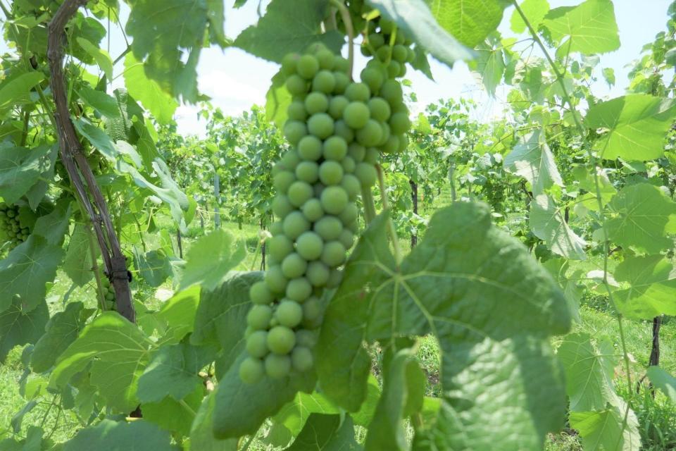 DeChaunac grapes, that produce a red wine, grow at the Buckingham Valley Vineyard.  The grapes will turn red as they mature.