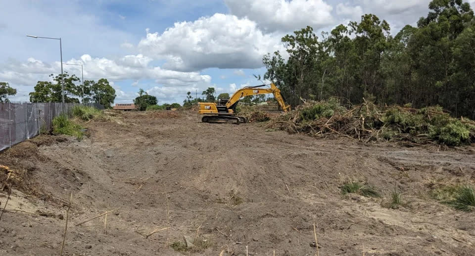 Endangered koala habitat has being destroyed in Queensland. 