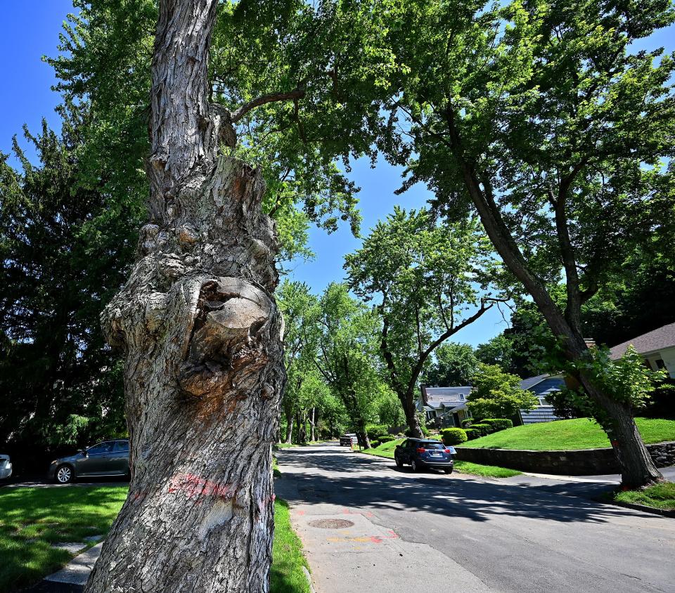 One of several trees marked for removal on Newton Avenue North.