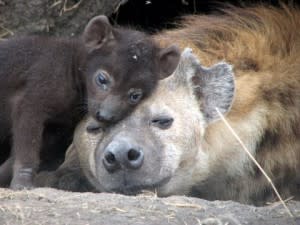 A hyena cub snuggles with its mother at the den.