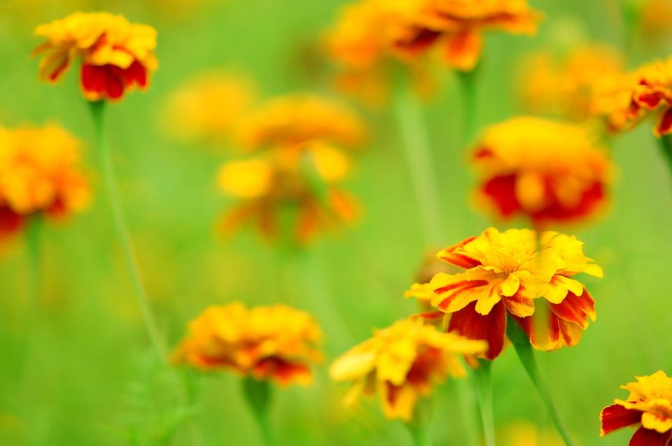 Marigolds are among the seeds that can be winter sown.