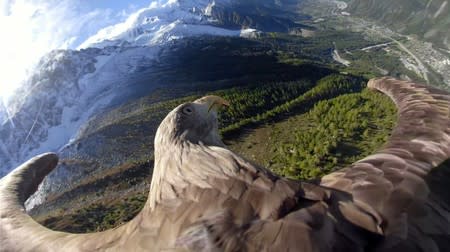 Victor a nine year old white-tailed eagle equipped with a 360 camera flies over glaciers and mountains in Chamonix