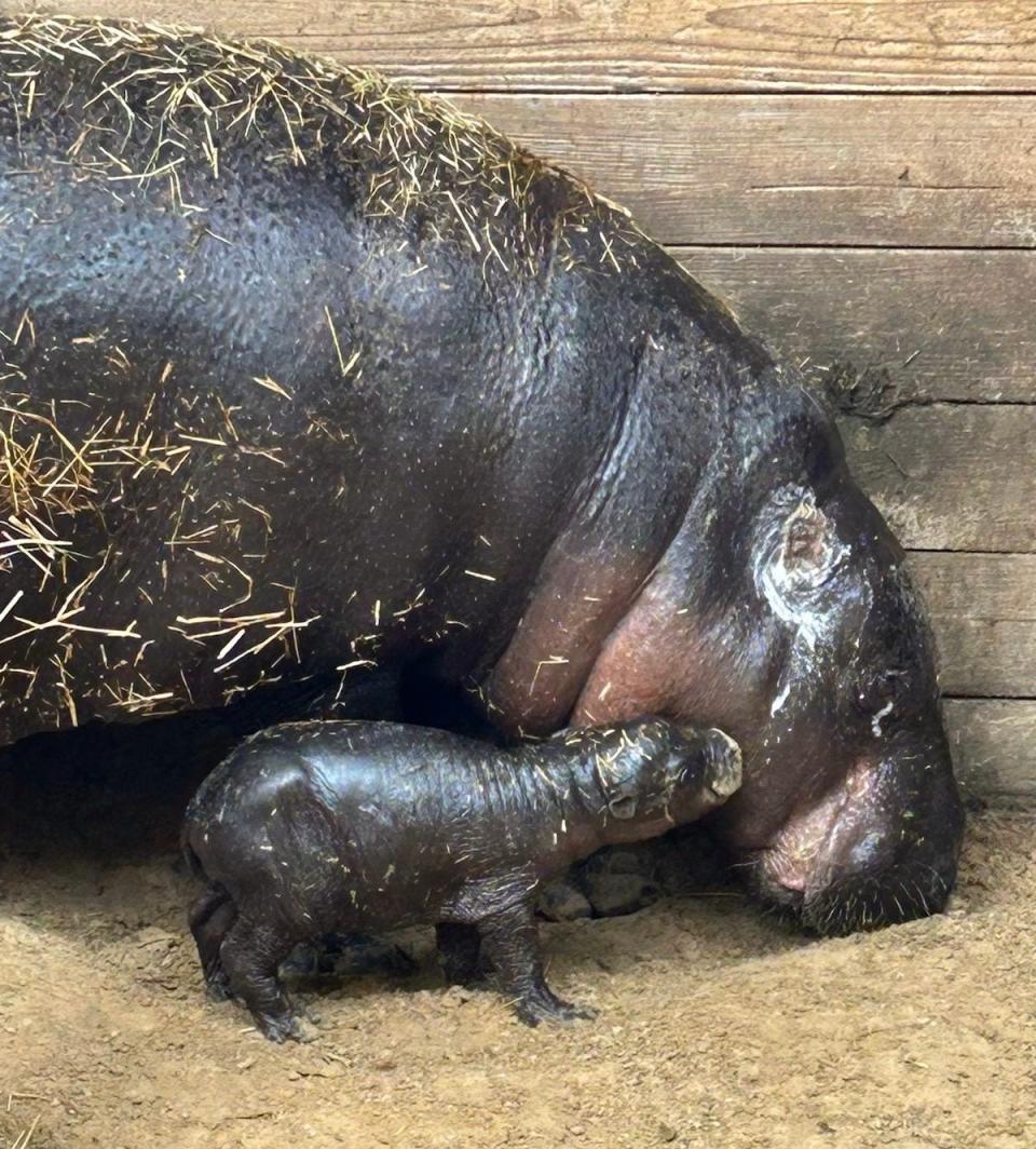 ZooTampa at Lowry Park is celebrating the birth of rare and endangered pygmy hippopotamus.