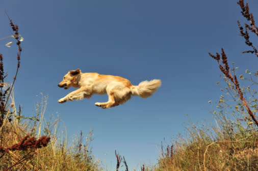 Golden Retriever