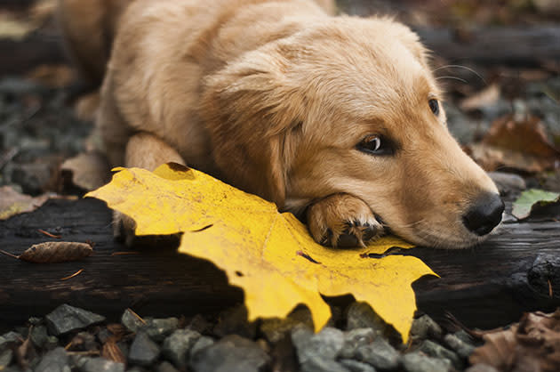 Dogs are good for you (Thinkstock)