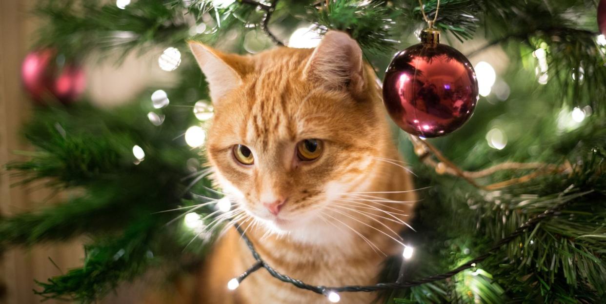 a close up of a ginger cat by a christmas tree