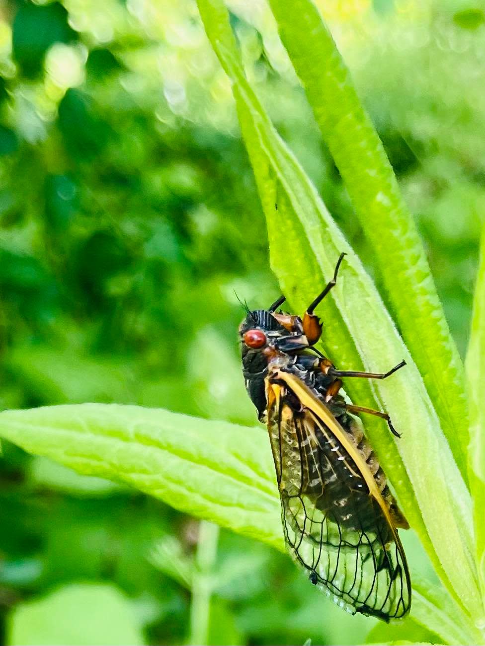 Answer Woman Will cicadas inundate County, WNC in 2024?