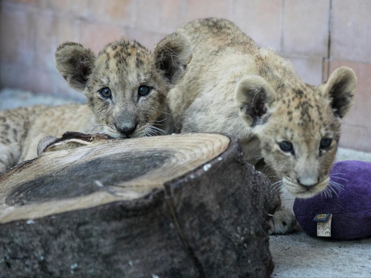 Simba and Kossara were “in a critical state” days after they were born (North Downs Picture Agency)