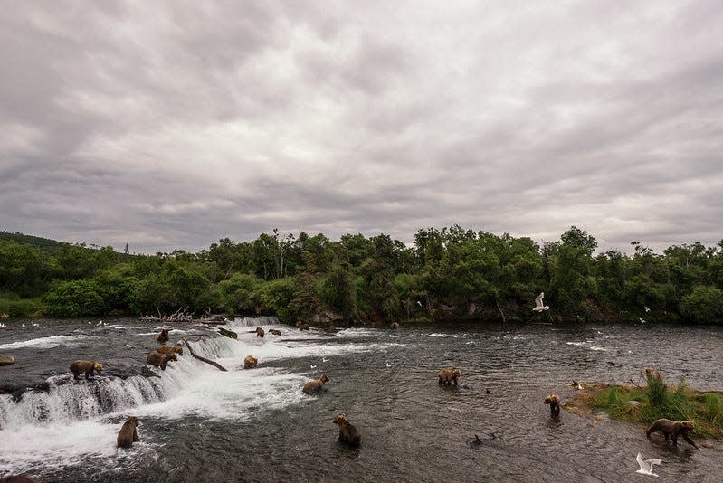 The abundance of salmon at Brooks Falls allows brown bears to feed in much closer proximity than they would in other places.