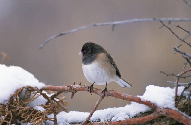 Dark-eyed junco