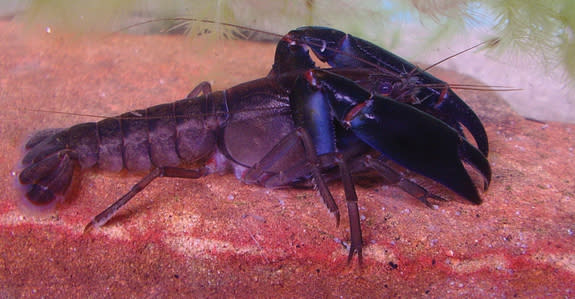 The eastern swamp crayfish <i>Gramastacus lacus</i>.