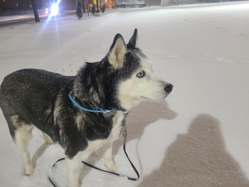 Toby, a husky, enjoys the snow in East Orange. (Josh Bakan/Patch)