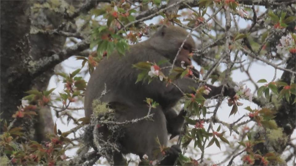 獼猴愛吃血藤花「外型酷似葡萄」專家：獼猴吃花很正常