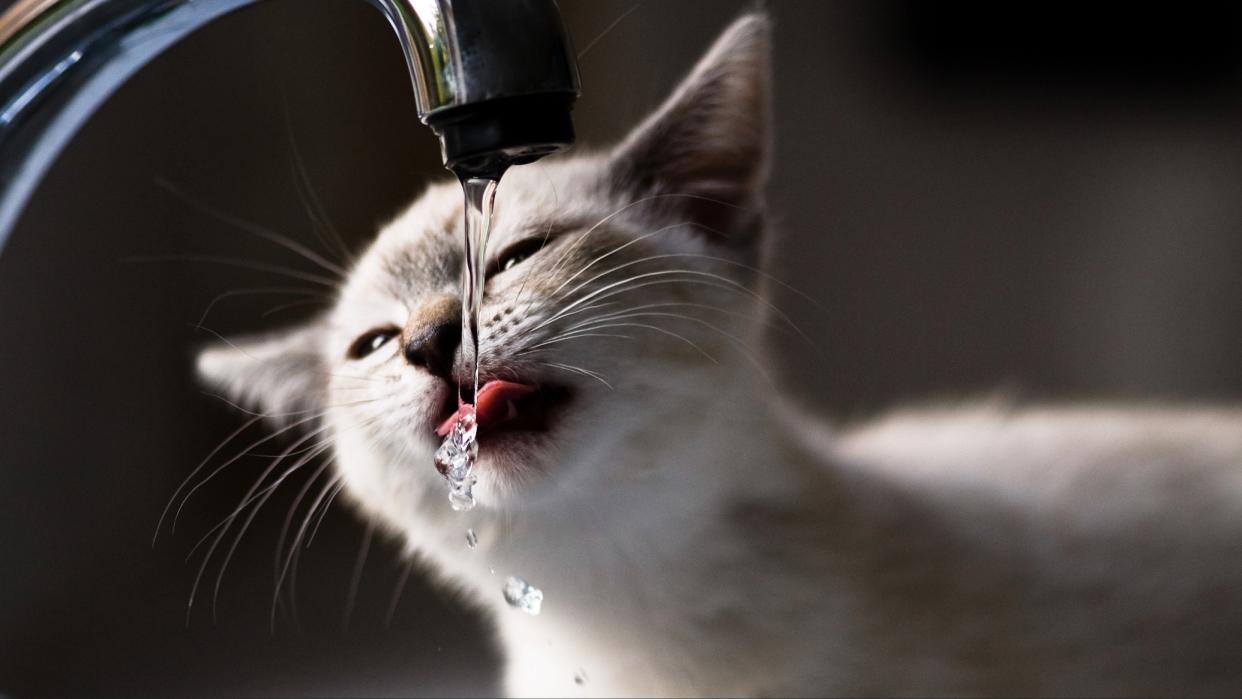  Cat drinking water from faucet. 