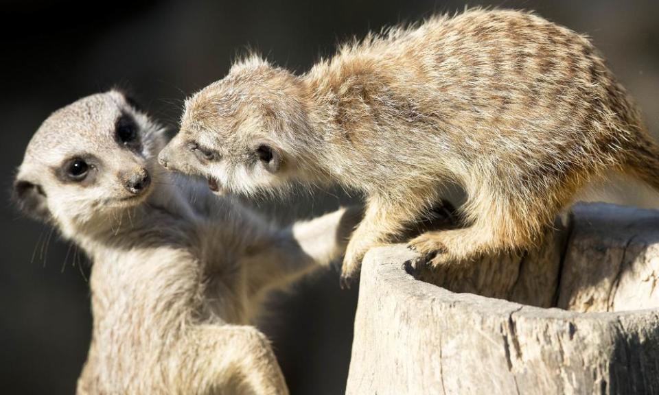 meerkats