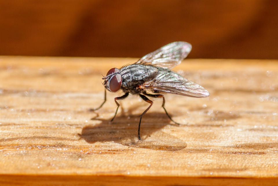 Mücken und Fliegen können im Sommer extrem nervig sein. (Bild: Getty Images)