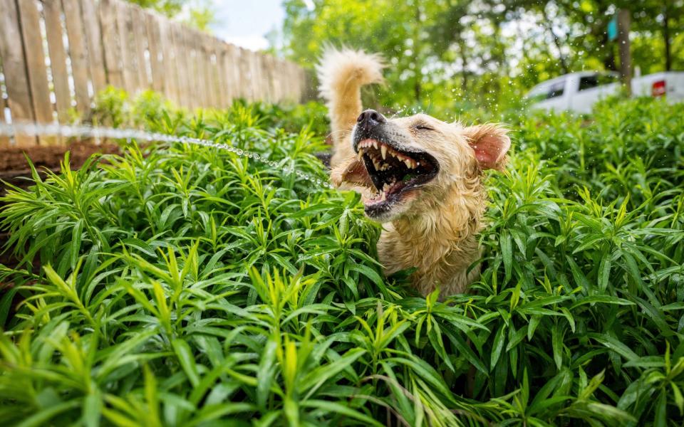 Comedy Pet Photography Awards 2021 - Carmen Cromer