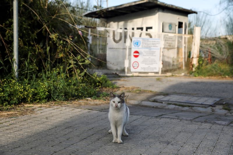 A stray cat sits next to a guard post in the UN-controlled buffer zone in Nicosia